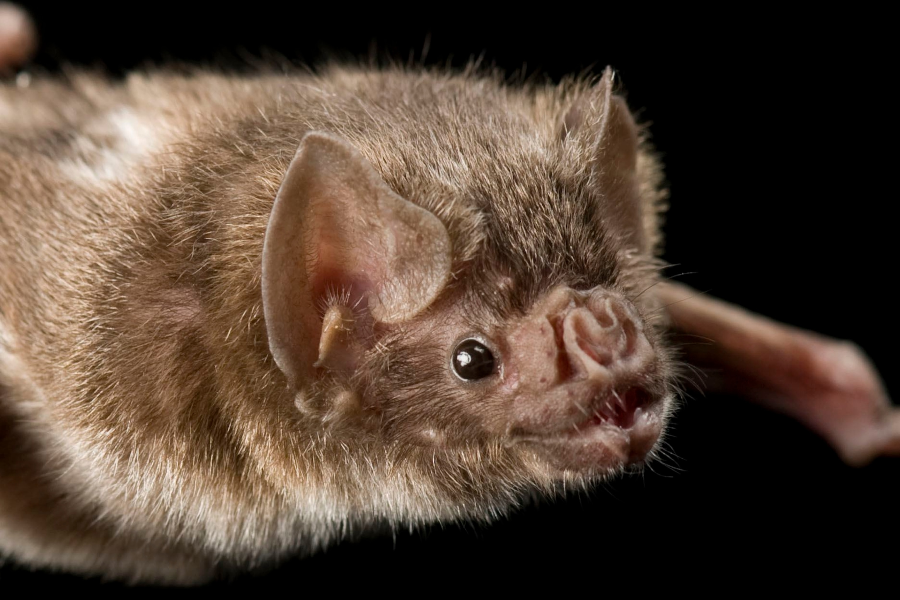 What Animals Do Vampire Bats Feed On: A Complete Guide
