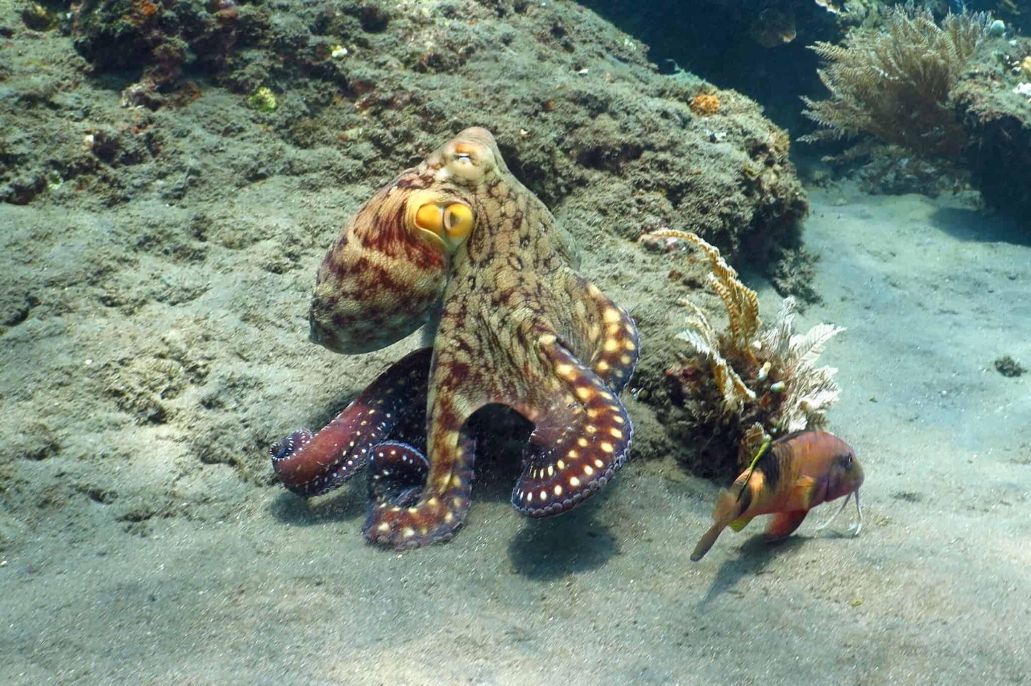 Who Eats Octopus And How They Hunt Them
