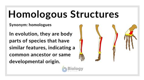 Unveiling the Mystery: What Are Homologous Structures and Why They Matter