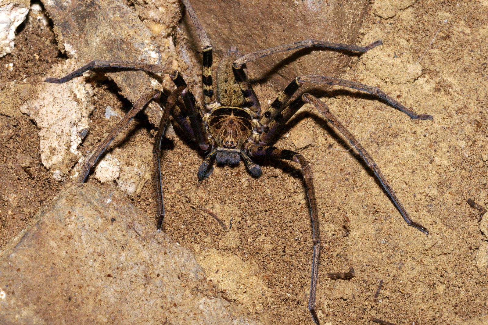 What Are Spiders Known For: Web Builders And Hunters