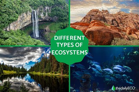 What Are The 4 Ecosystem