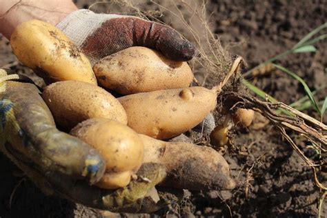 Unlocking the Mystery: What Are Tubers and Why They Matter