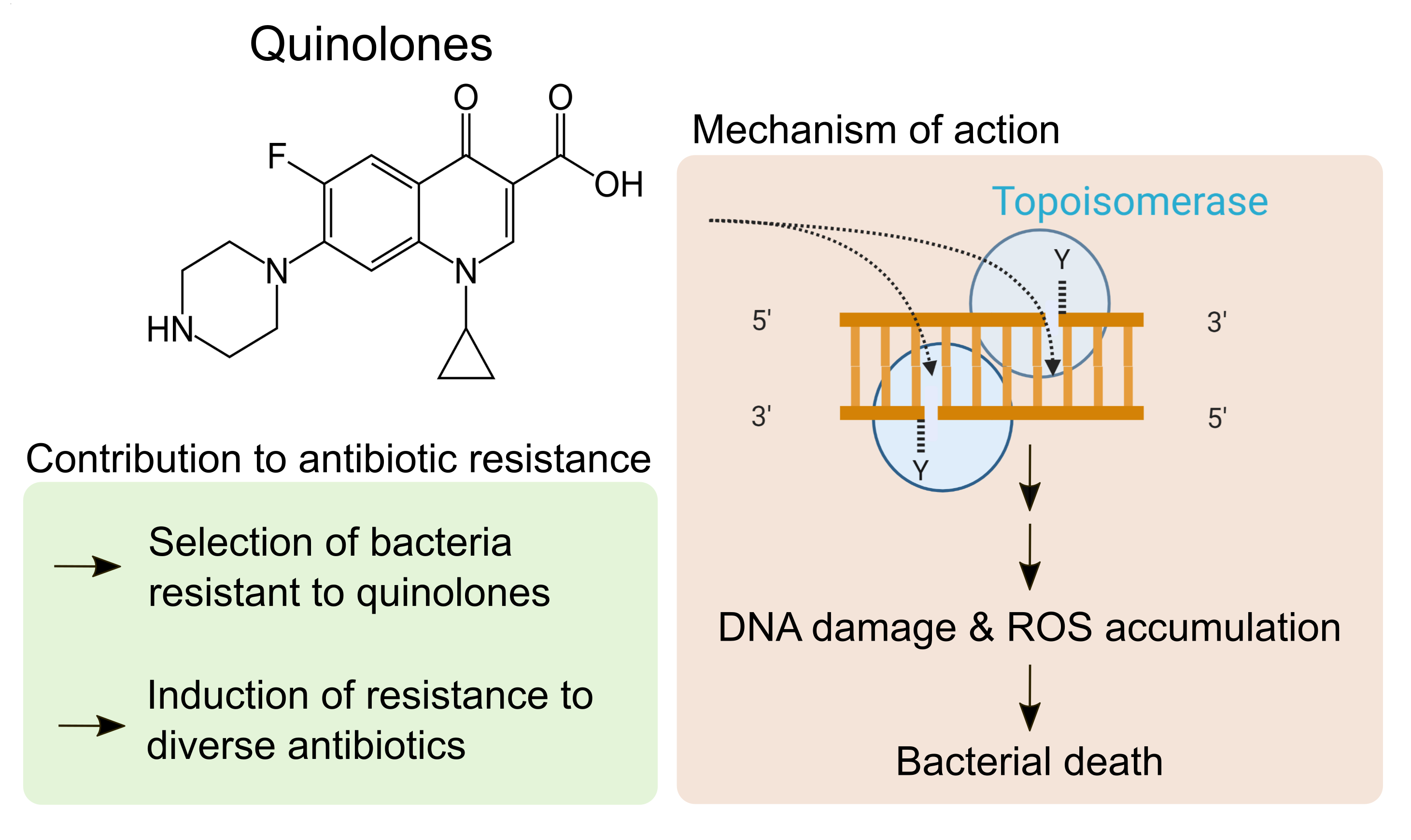 What Bacteria Do Quinolones Kill And How They Work
