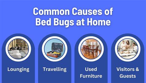 What Causes Bed Bugs