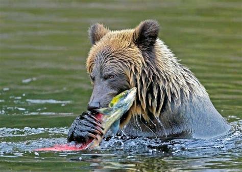 What Do Bears Eat: Surprising Diet Facts!
