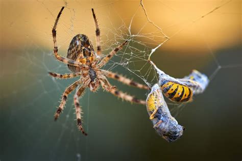 Discover What Do the Spiders Eat: A Natural Guide