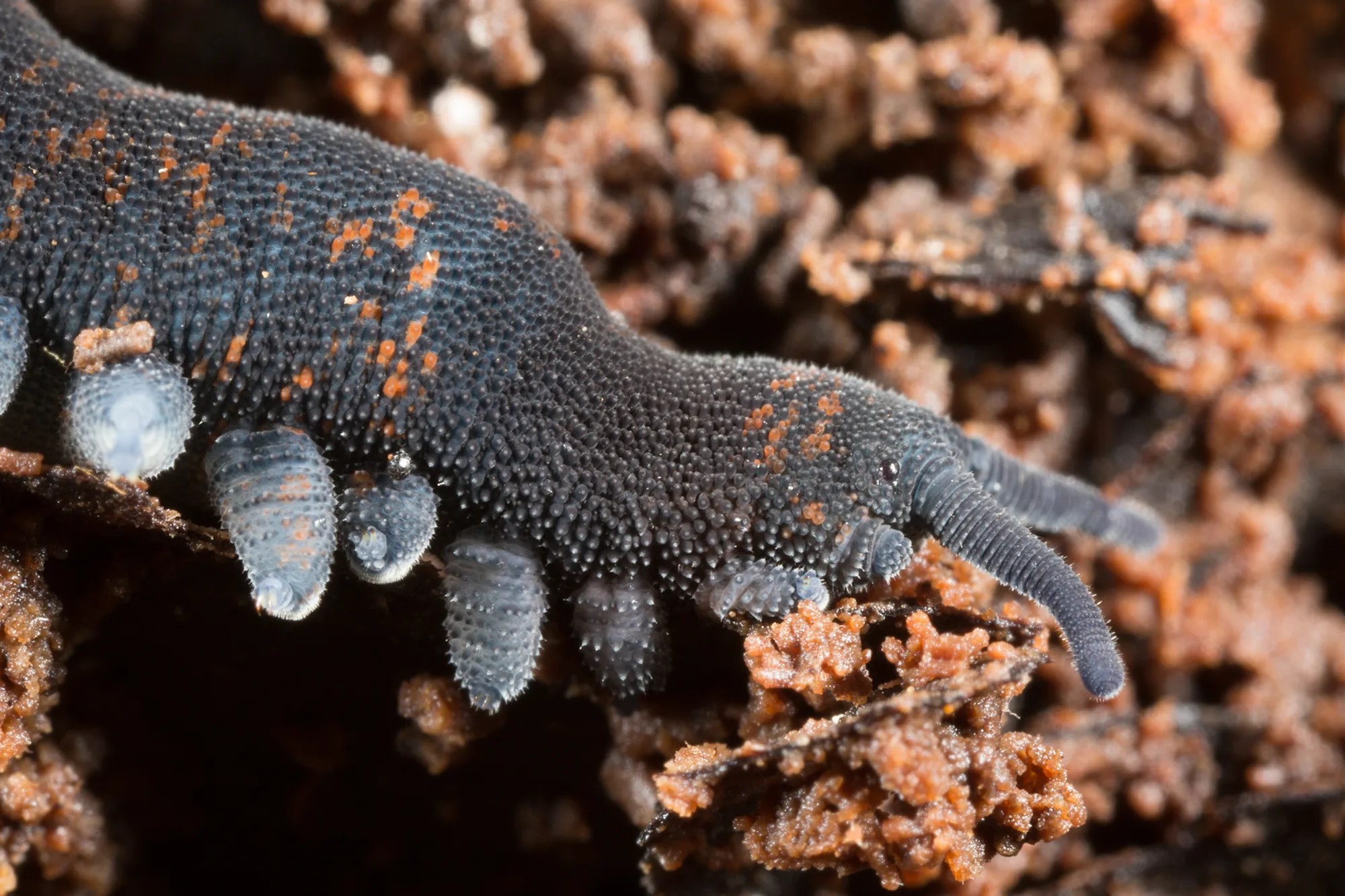 What Do Velvet Worms Shoot: Sticky Lethal Fluid Revealed