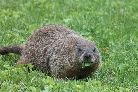 What Do Woodchucks Eat: Unveiling Their Surprising Diet