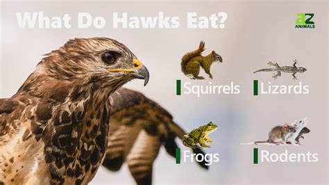What Does a Hawk Eat: Surprising Diet Revealed