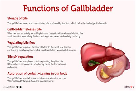 What Does Gallbladder Do