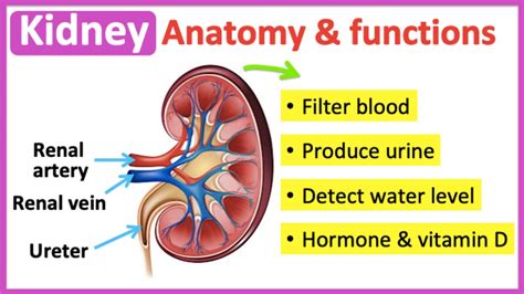 What Does Kidney Do