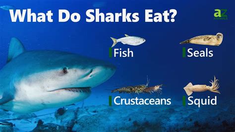 What Sharks Eat: Surprising Facts