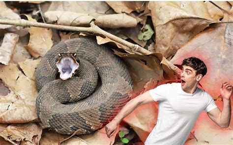 What Happens When Cobra Expires