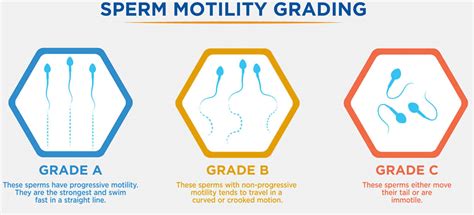 What Improves Sperm Motility