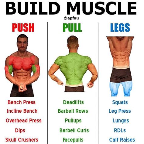 What Increases Muscle Mass