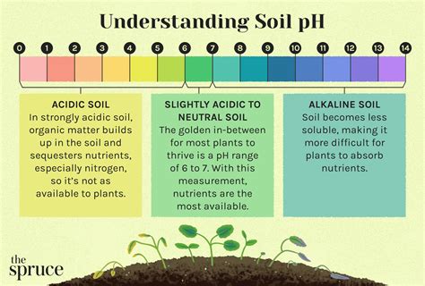 What Increases Ph In Soil