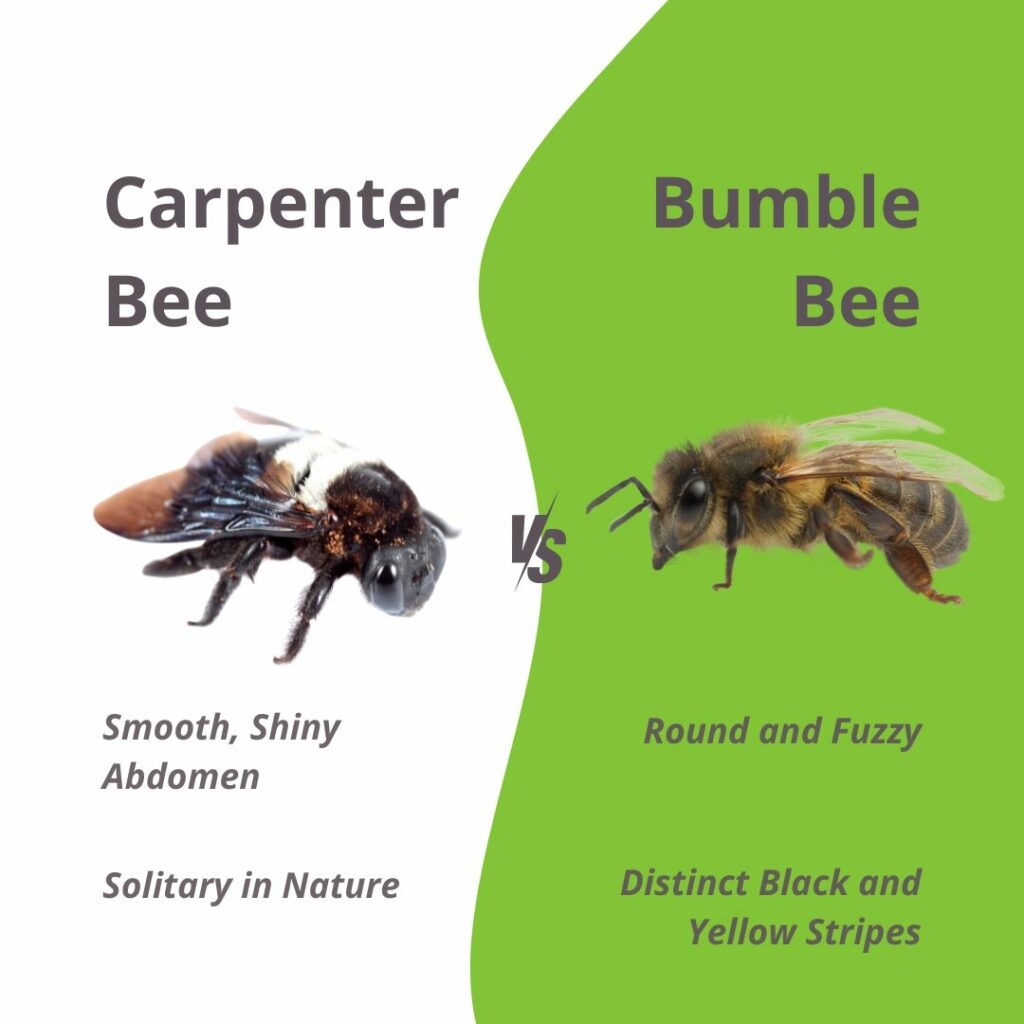 What Insects Eat Bees And Why It Matters For Your Garden
