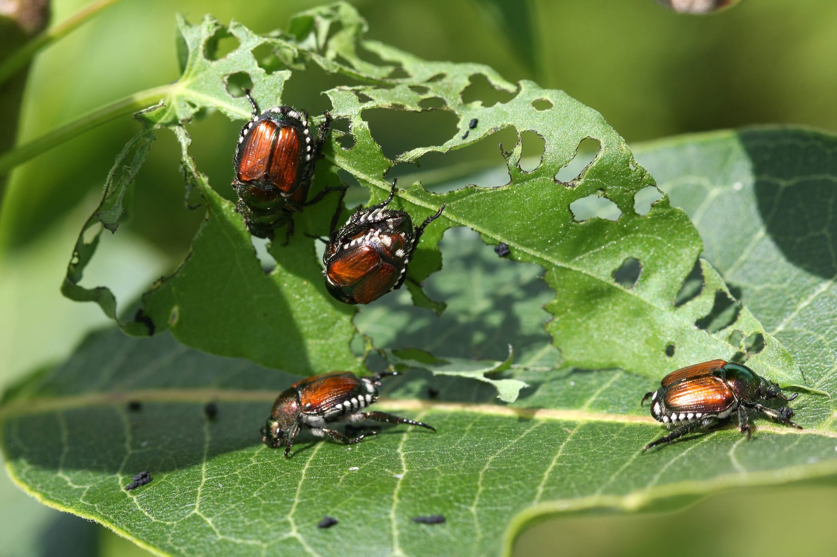 What Insects Eat Dirt And Why It Matters To Your Garden