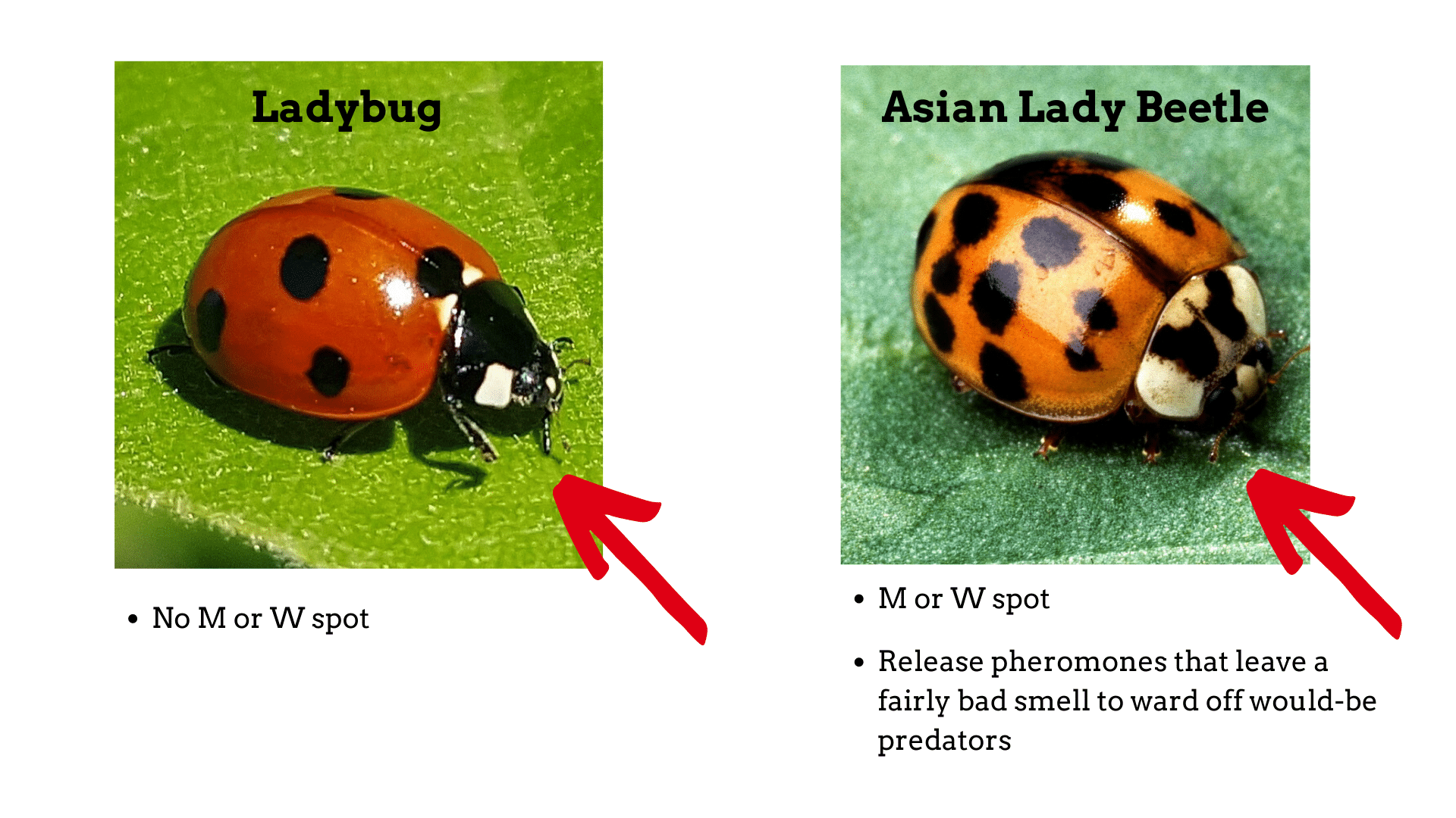 What Insects Eat Ladybugs And Why It Matters
