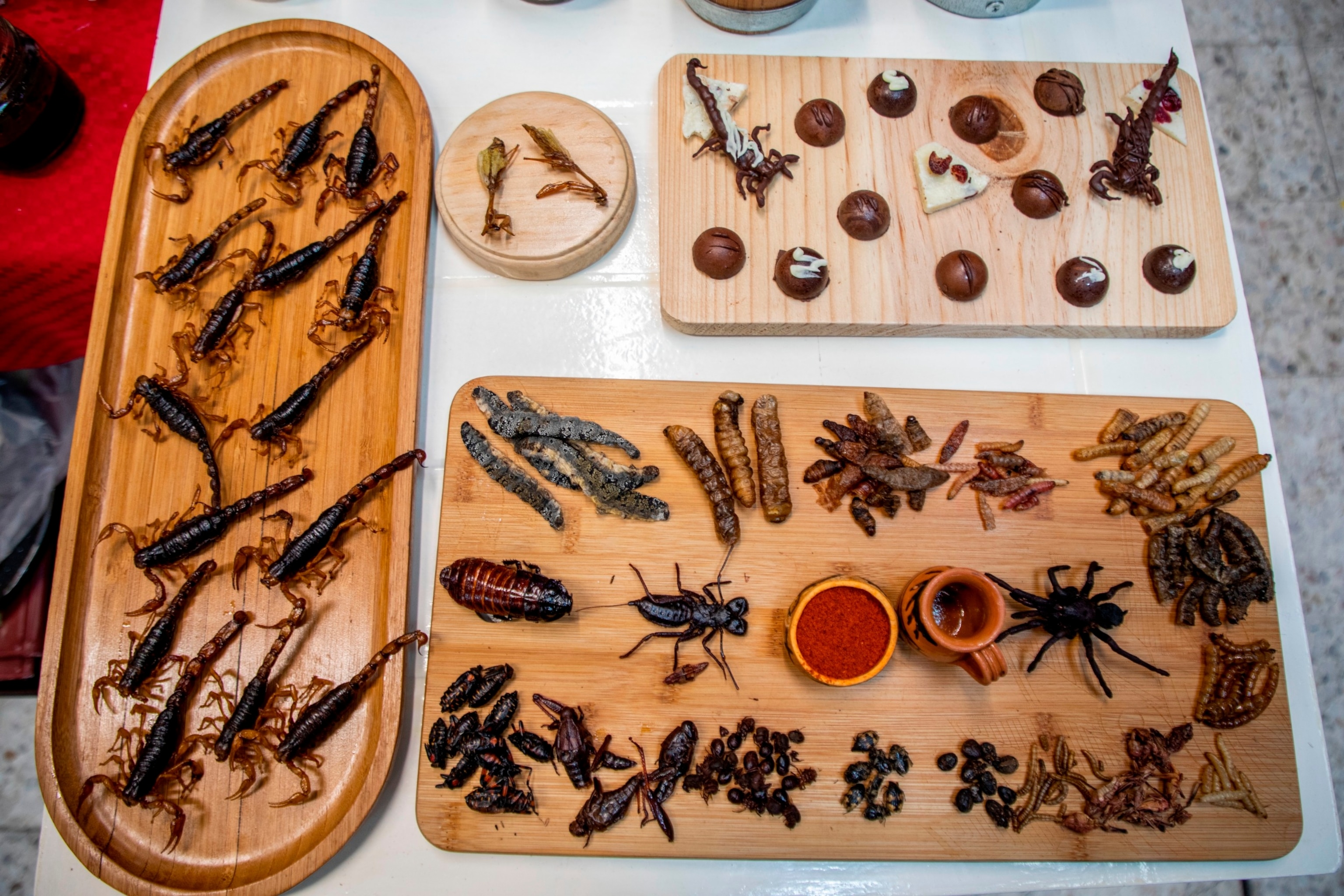 Weird Bugs That Eat Meat (And How They Do It)