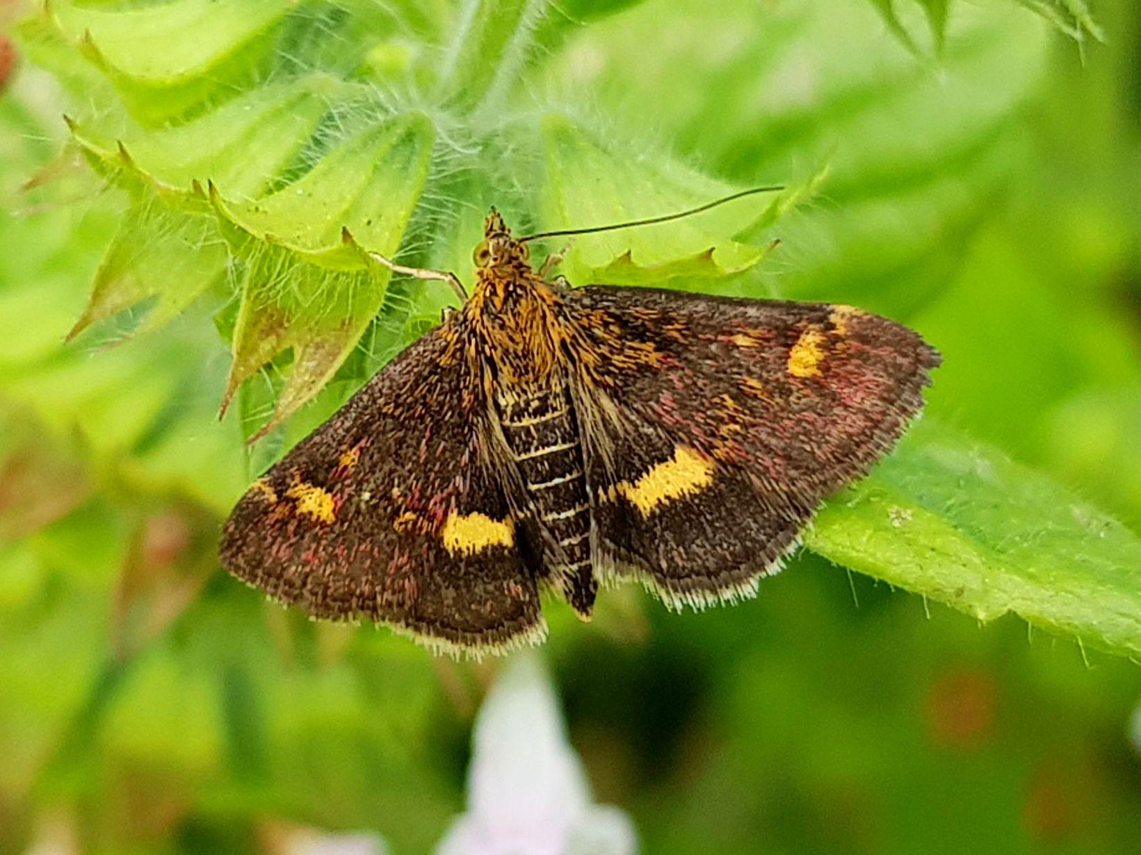 What Insects Eat Mint And How To Stop Them