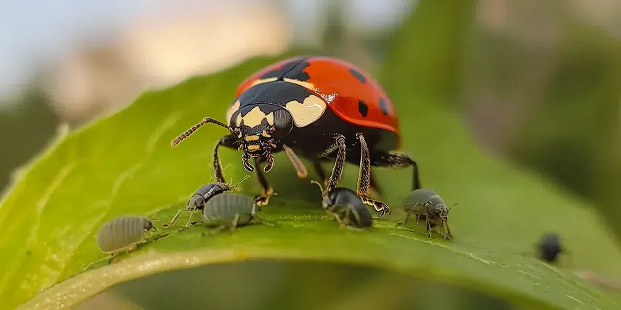 What Insects Eat Mold And How To Use Them