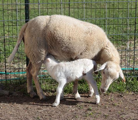 What Is A Ewe