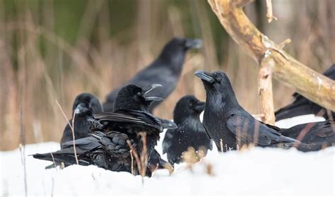 Ravens' Mysterious Assemblage: Unpacking the Secret Name
