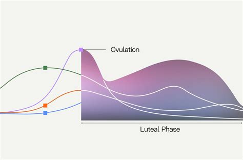 What Is A Luteal