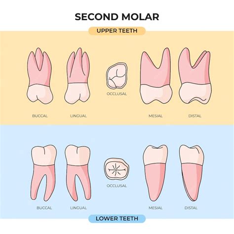 What Is A Molar Tooth