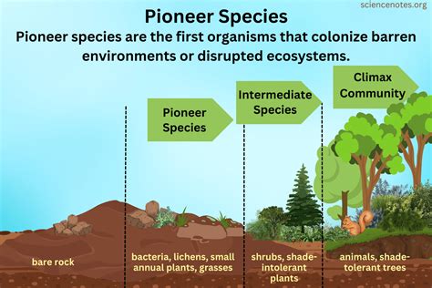 Unveiling the Secrets of Pioneer Species: A Crucial Eco-Role Explained