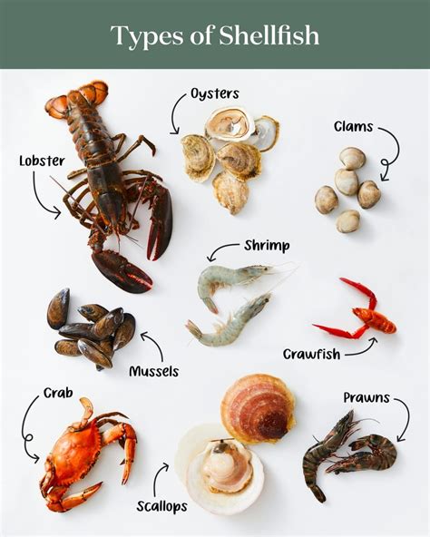 What Is Considered Shellfish