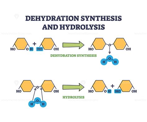 Unveiling the Mystery of What Is Dehydration Synthesis: A Simple Guide