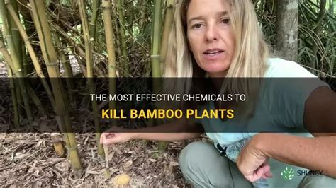 What Kills Bamboo