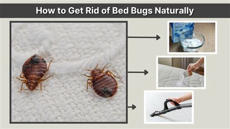 What Kills Bed Bugs Instantly