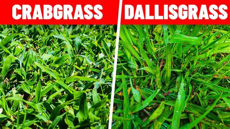 What Kills Dallisgrass