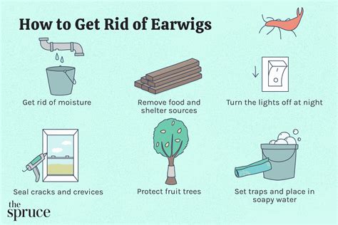 What Kills Earwigs Overnight