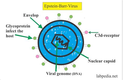 What Kills Epsteinbarr Virus