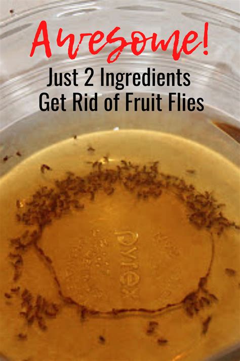 What Kills Fruit Flies