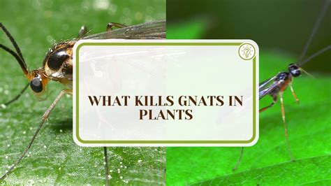 What Kills Gnats Instantly