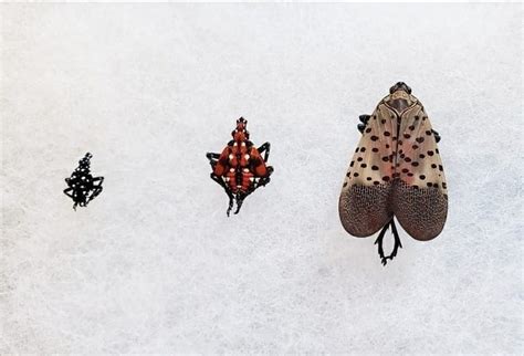 What Kills Lantern Flies