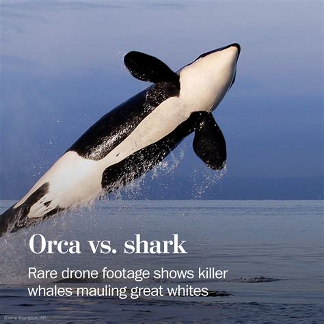What Kills Orcas