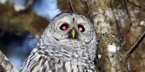 What Kills Owls