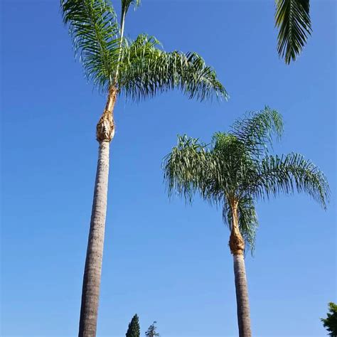What Kills Queen Palms