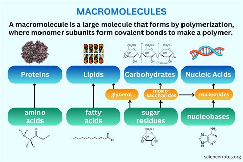 Unveiling the Enzyme Mystery: What Macromolecule Is an Enzyme?