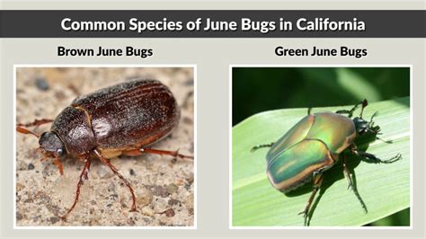 What Prevents June Bugs