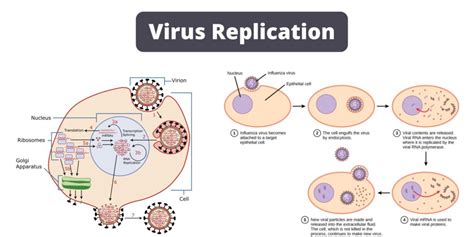 What Prevents Virus Replication