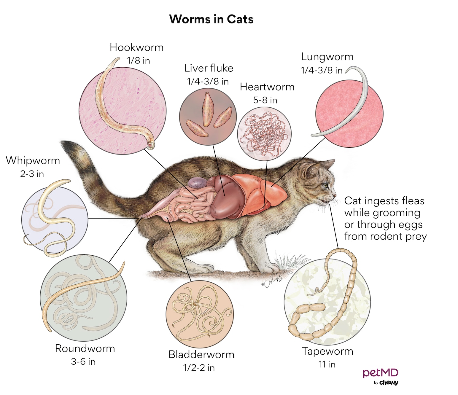 What Worms Do You Get From Cats: A Simple Guide