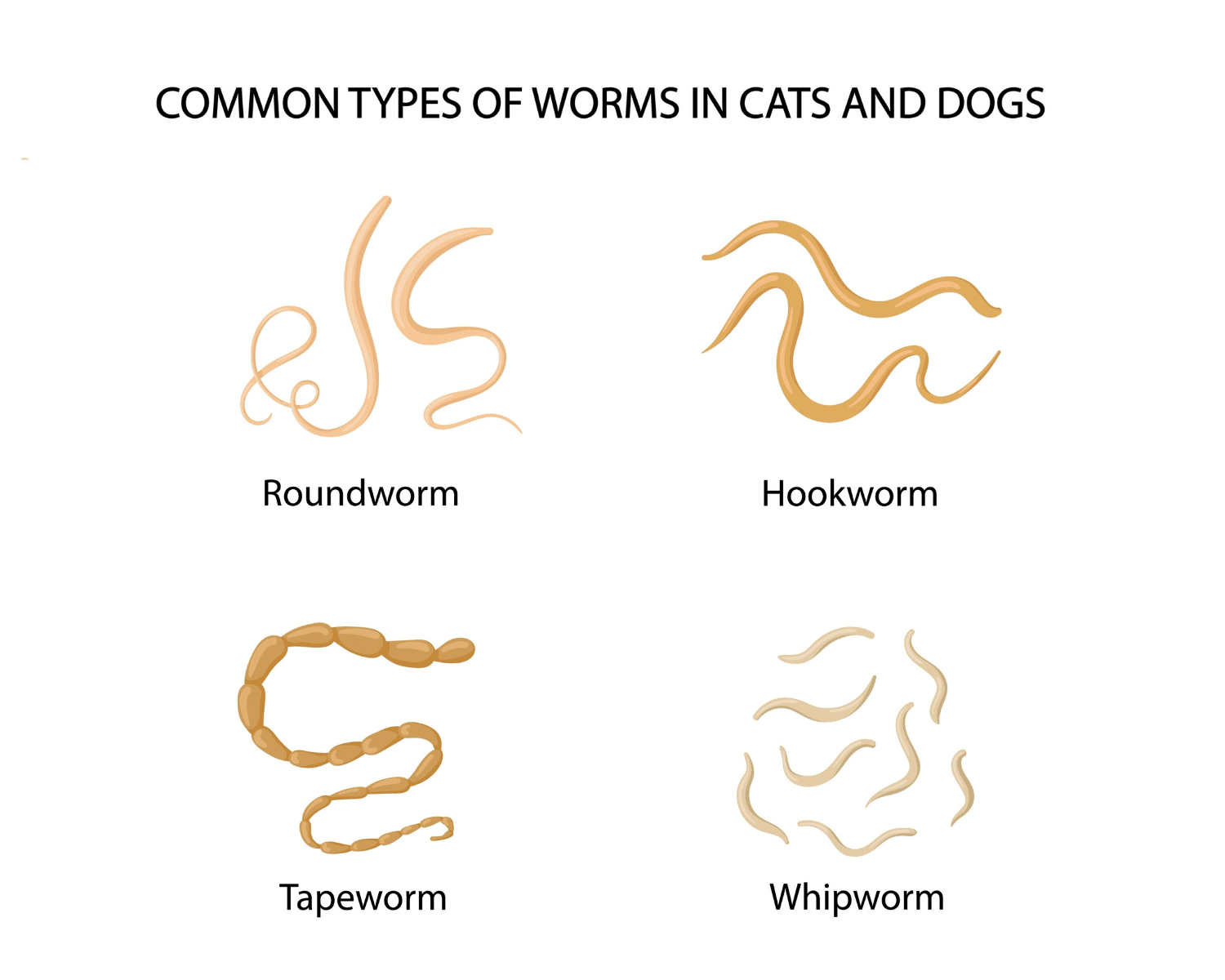 What Worms Does Quest Plus Kill A Complete Guide For Dog Owners