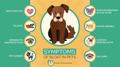 When Does Bloat Happen In Dogs